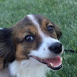 Meet your Posher, Shelby